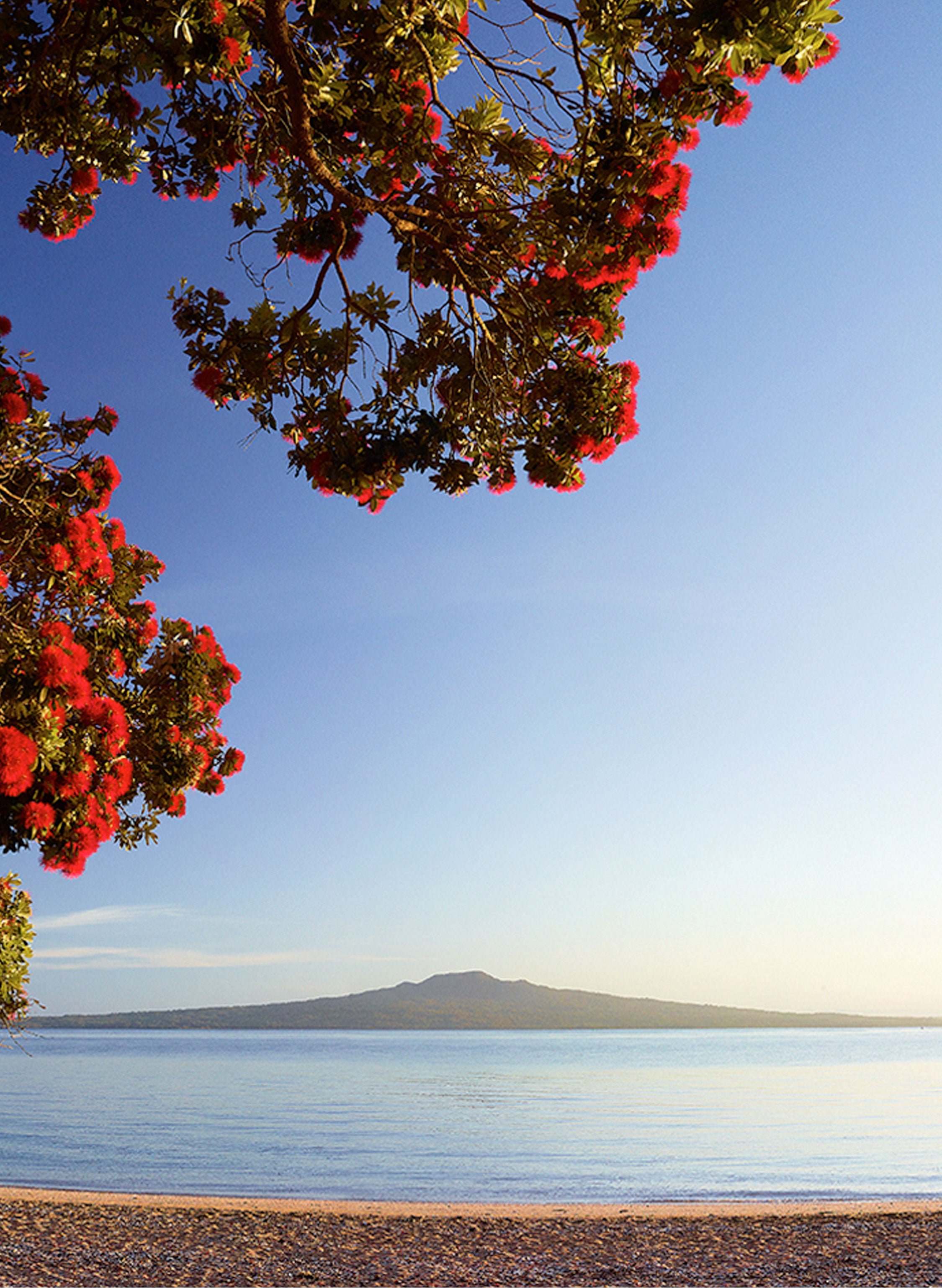 Morning Glory - Photographic Print