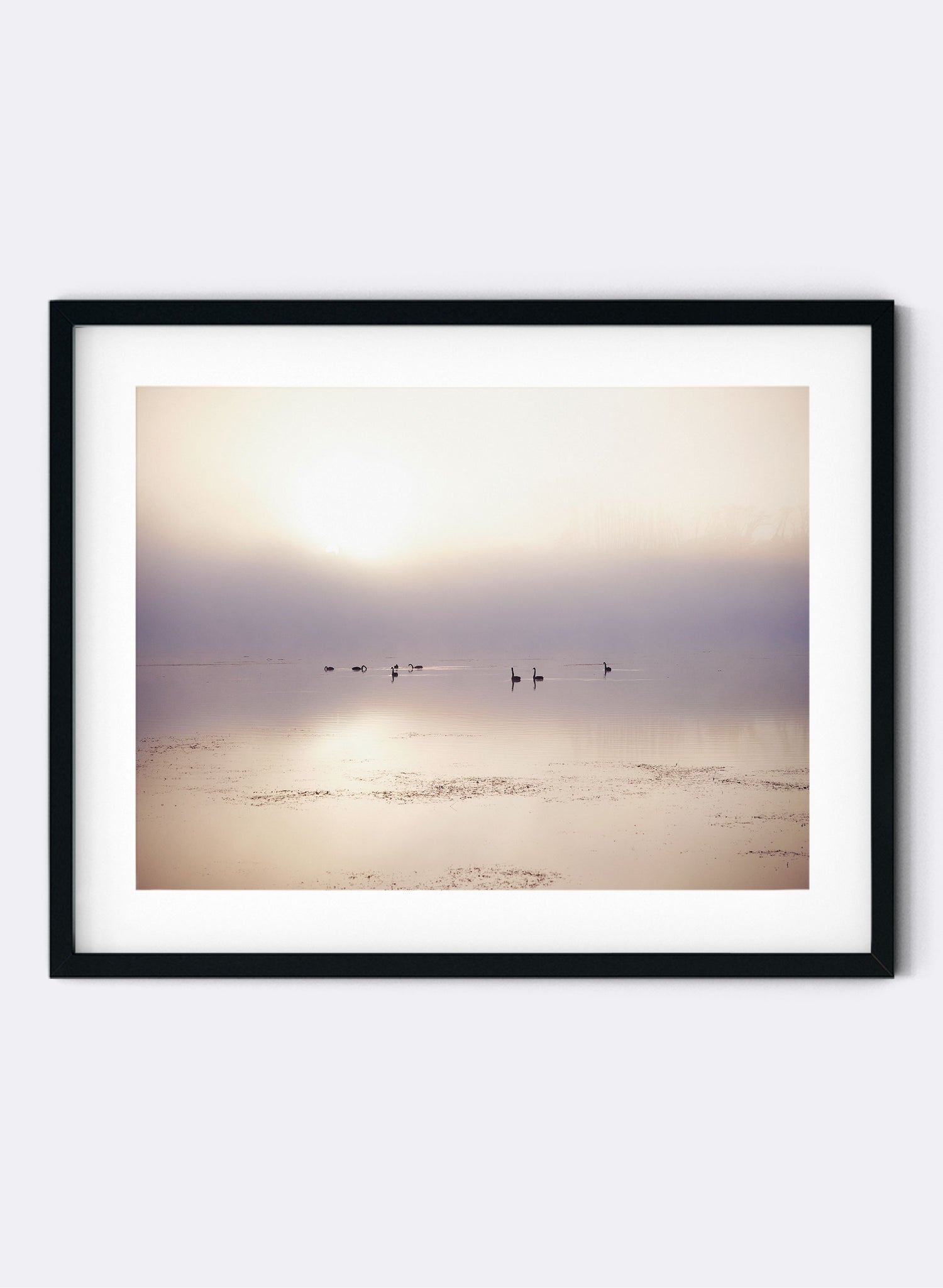 Swan Lake - Photographic Print