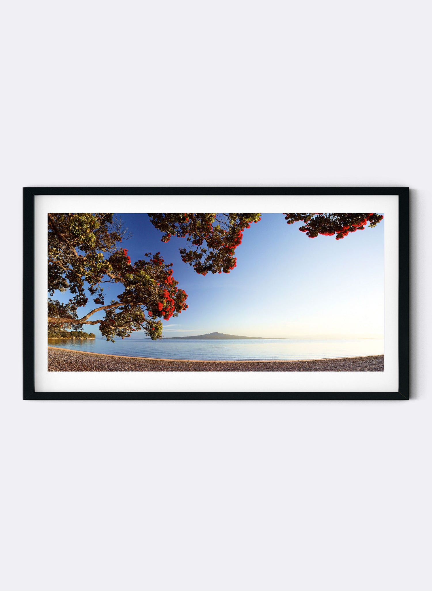 Morning Glory - Photographic Print