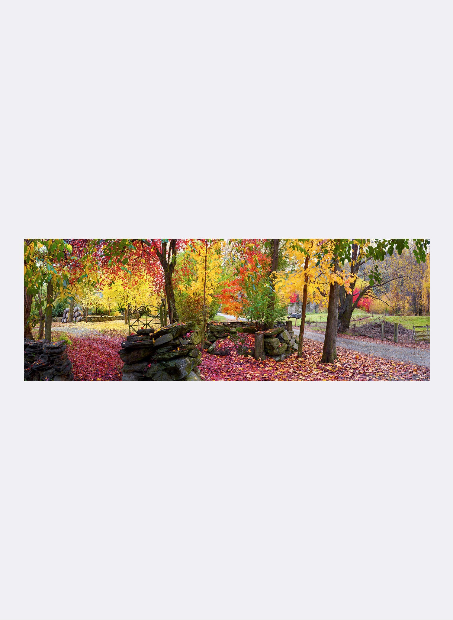 Autumn Symphony - Photographic Print