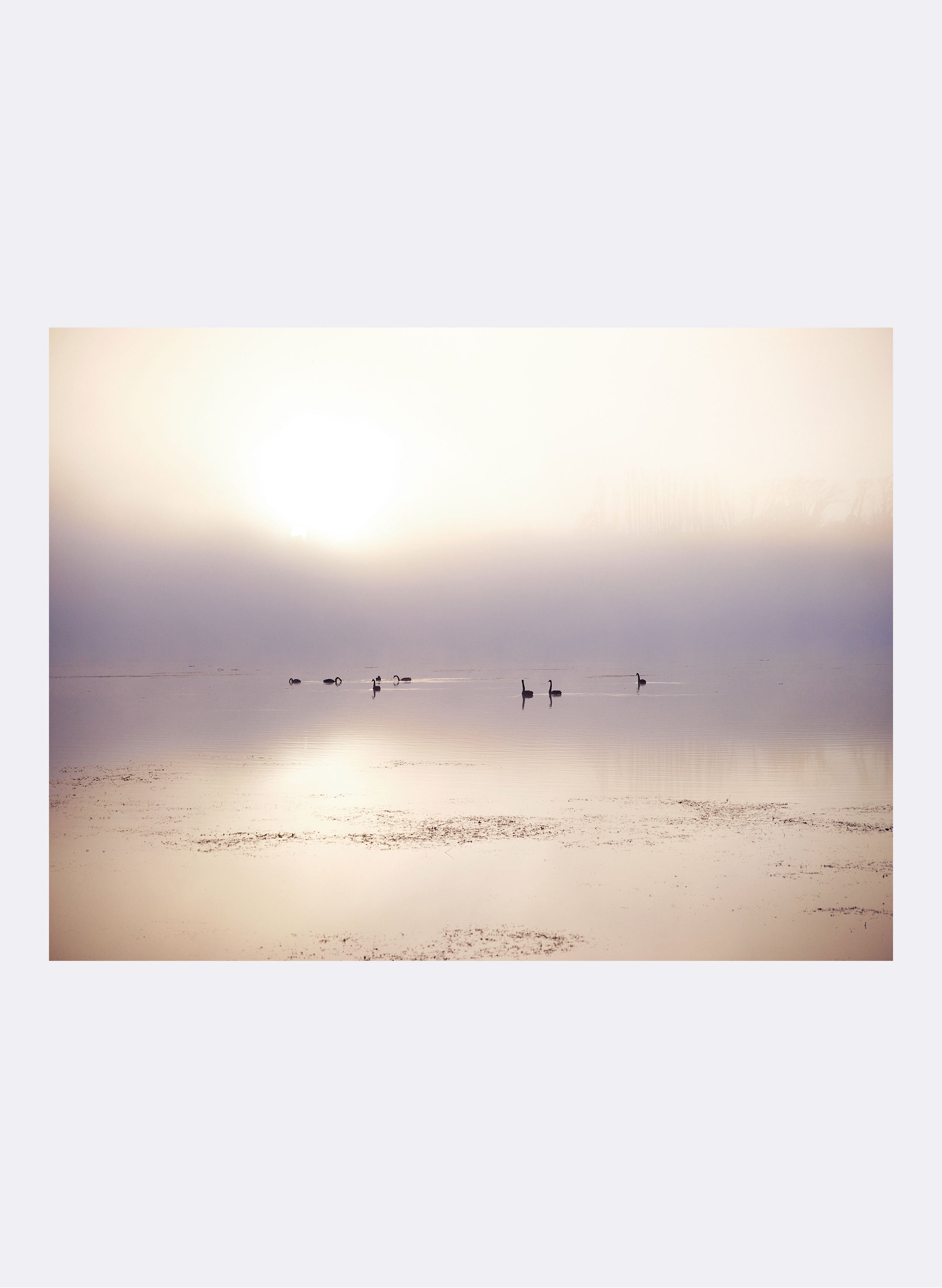 Swan Lake - Photographic Print