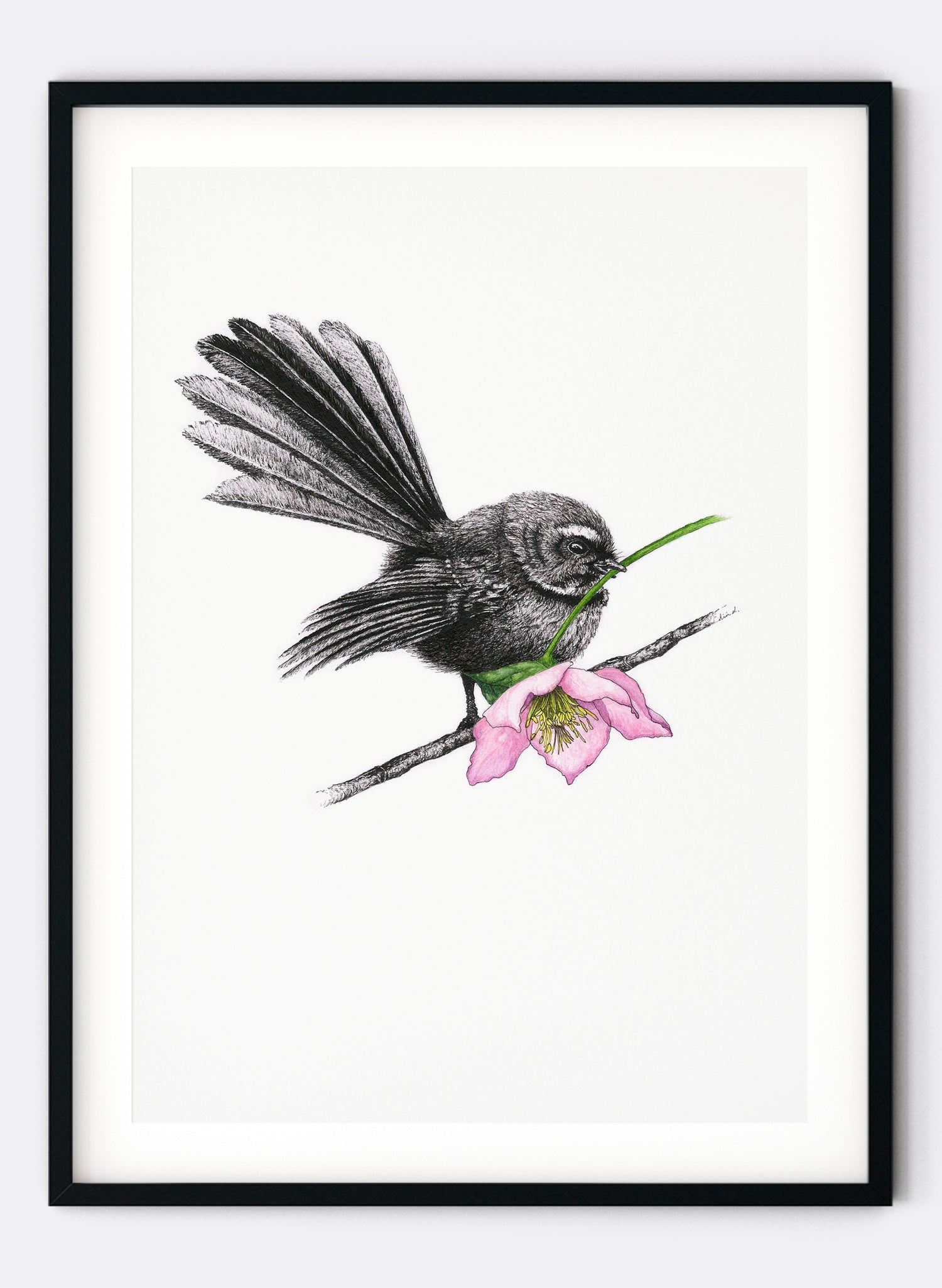 Fantail w/ Hellebore - Giclée Print