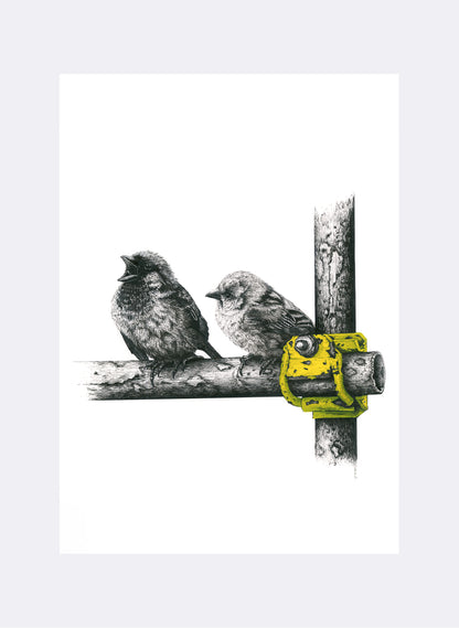 Sparrows - &quot;Seriously!?!&quot; - Giclée Print