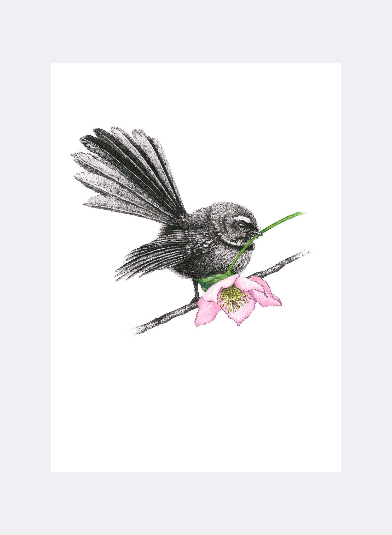 Fantail w/ Hellebore - Giclée Print