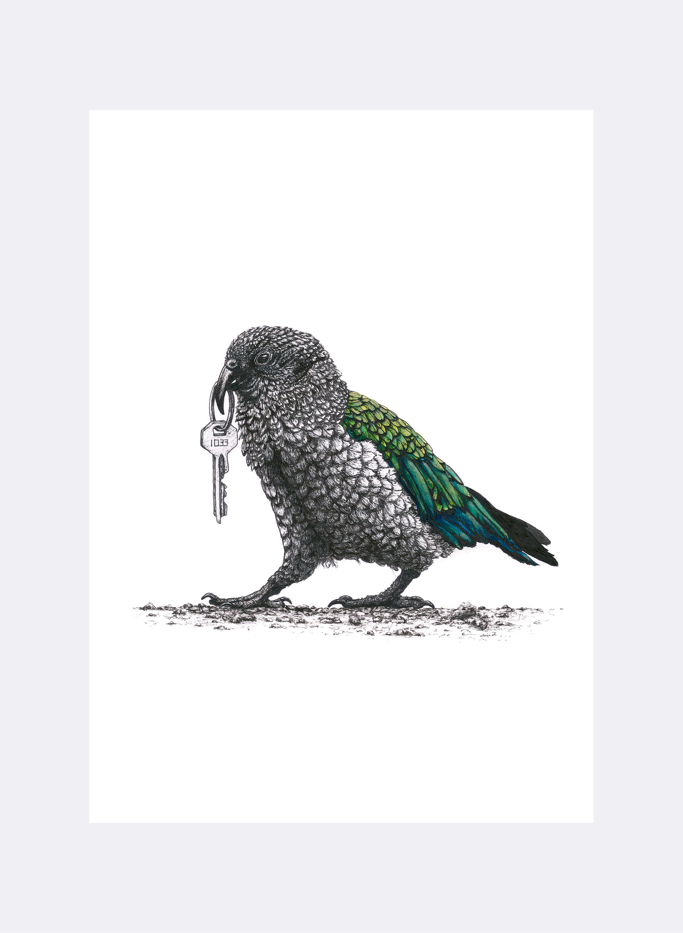 Kea w/ Keys - Giclée Print