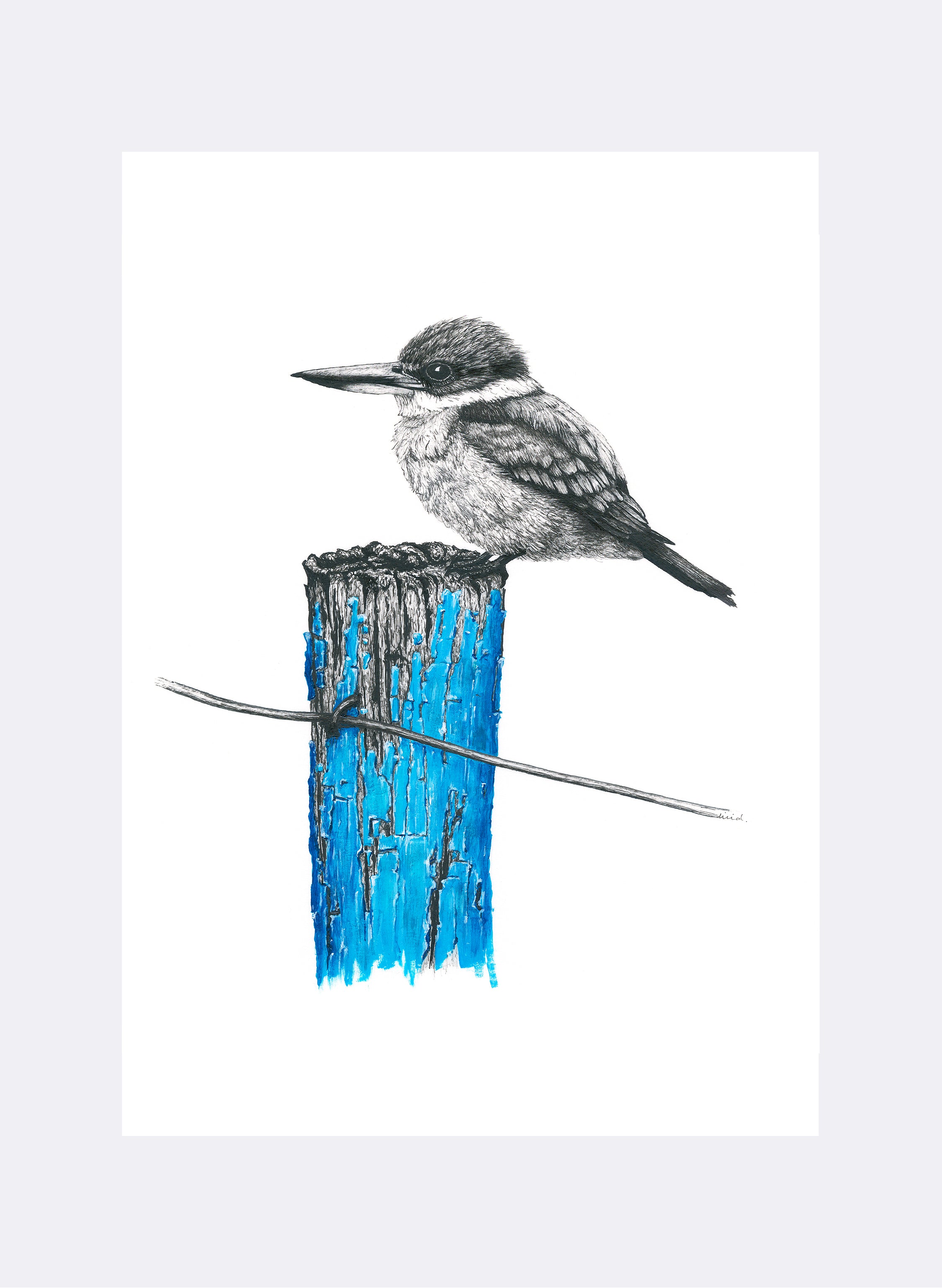 Sacred Kingfisher - Giclée Print