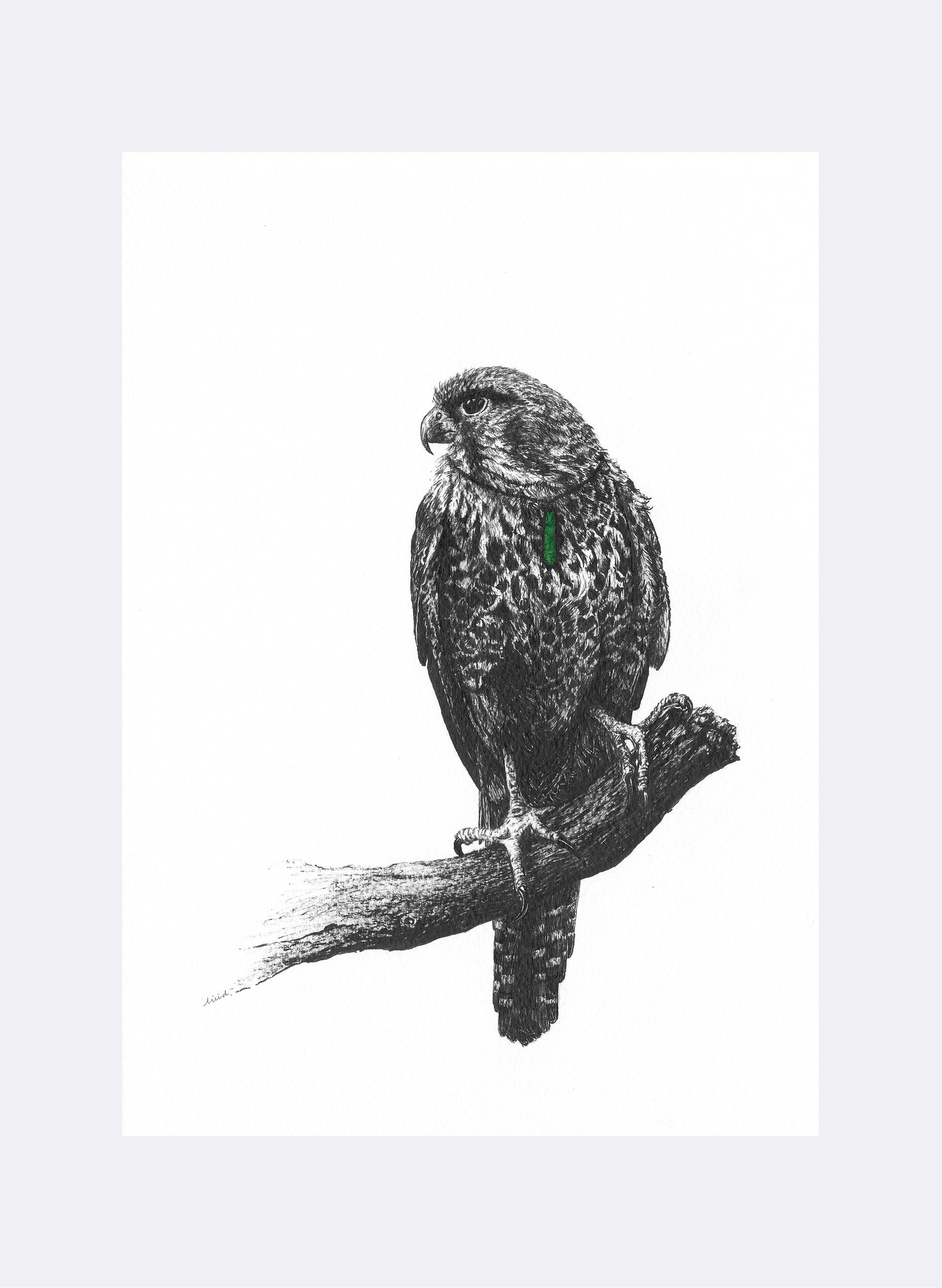 Falcon w/ Pounamu - Giclée Print