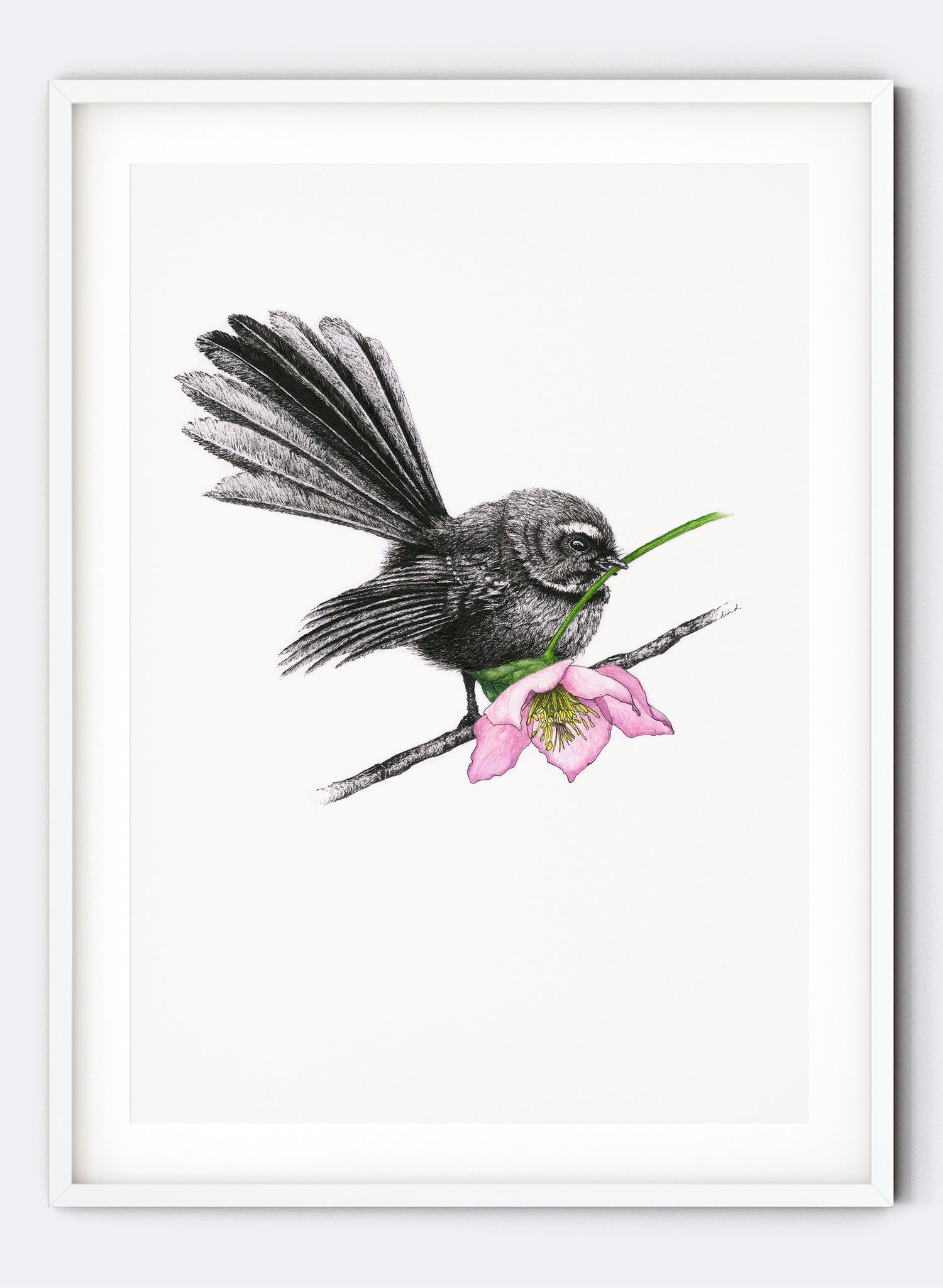 Fantail w/ Hellebore - Giclée Print