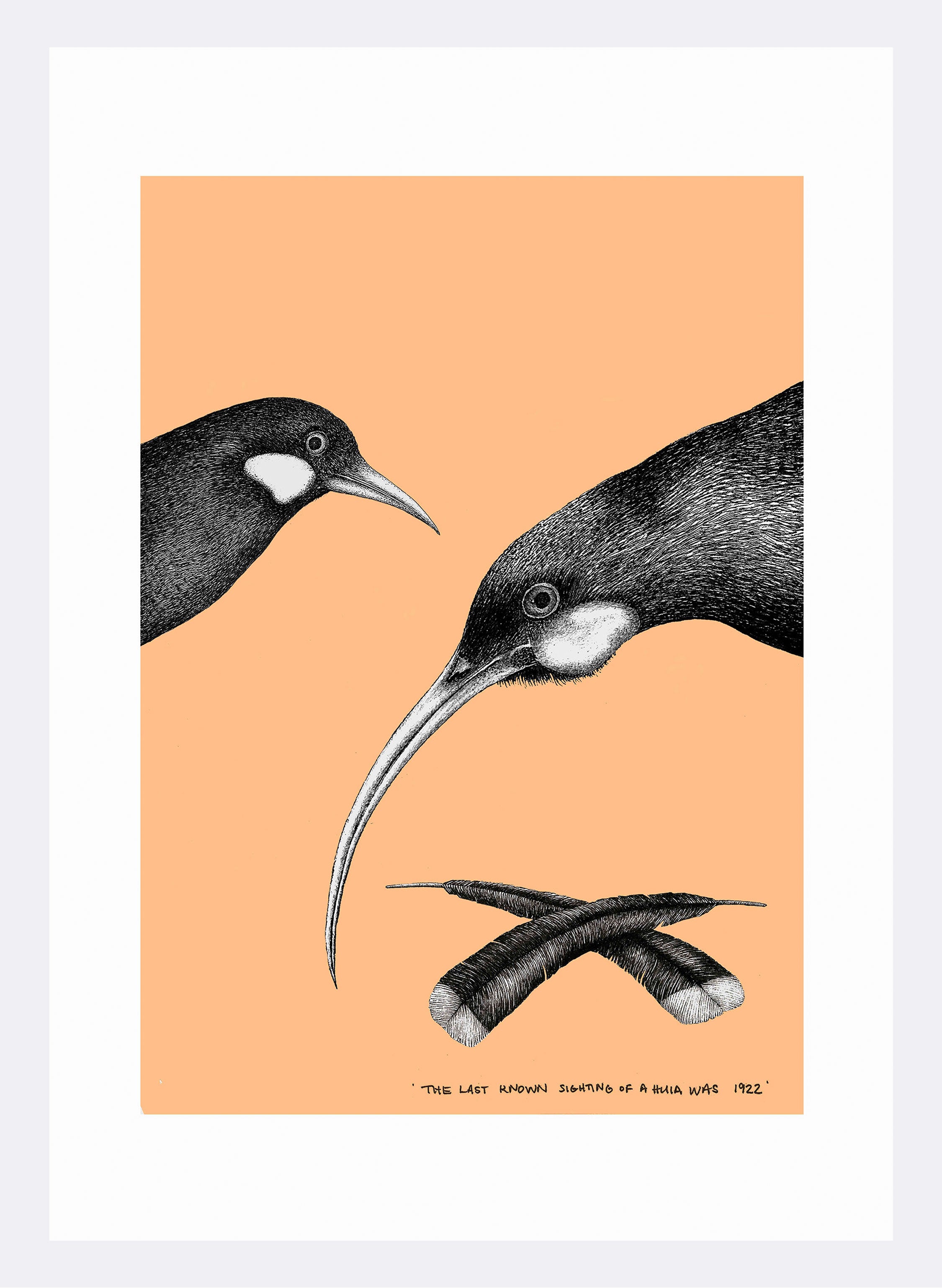 Huia (Salmon) - Digital Print