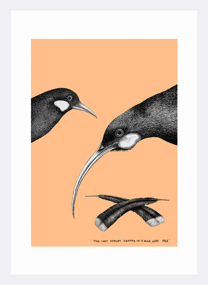 Huia (Salmon) - Digital Print