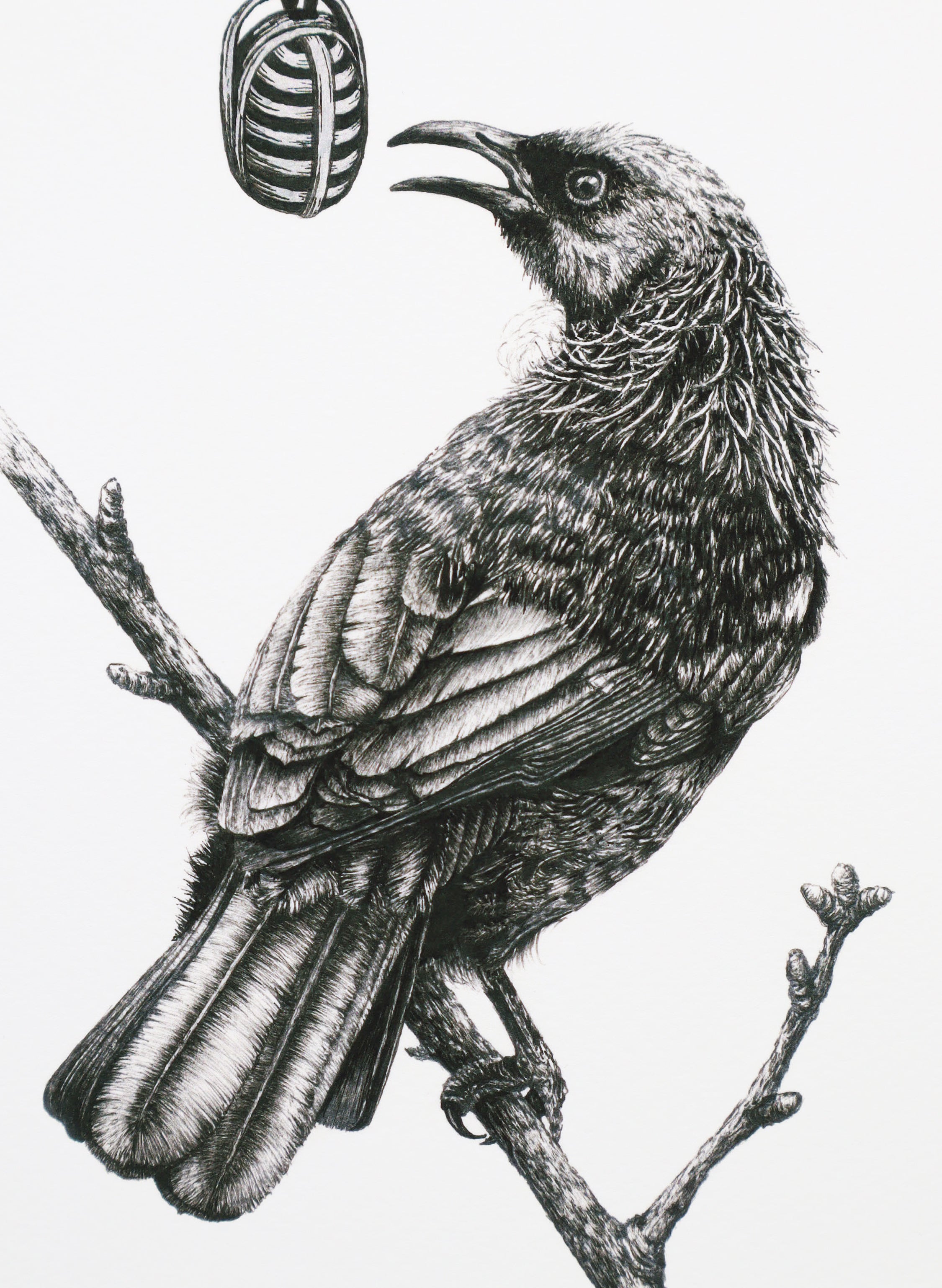 Tūī with Microphone - Giclée Print