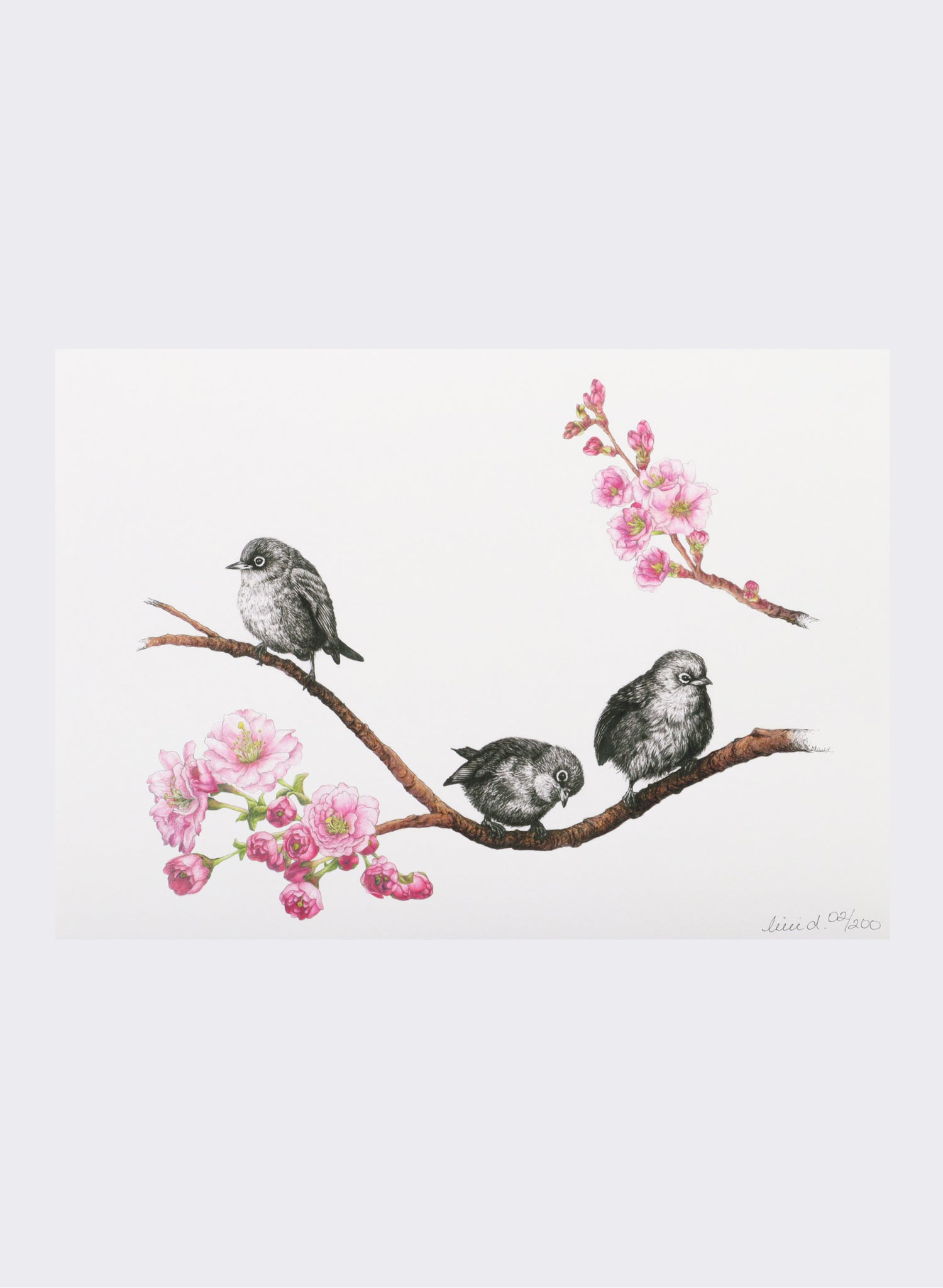 Waxeyes on Blossom Branch - Giclée Print