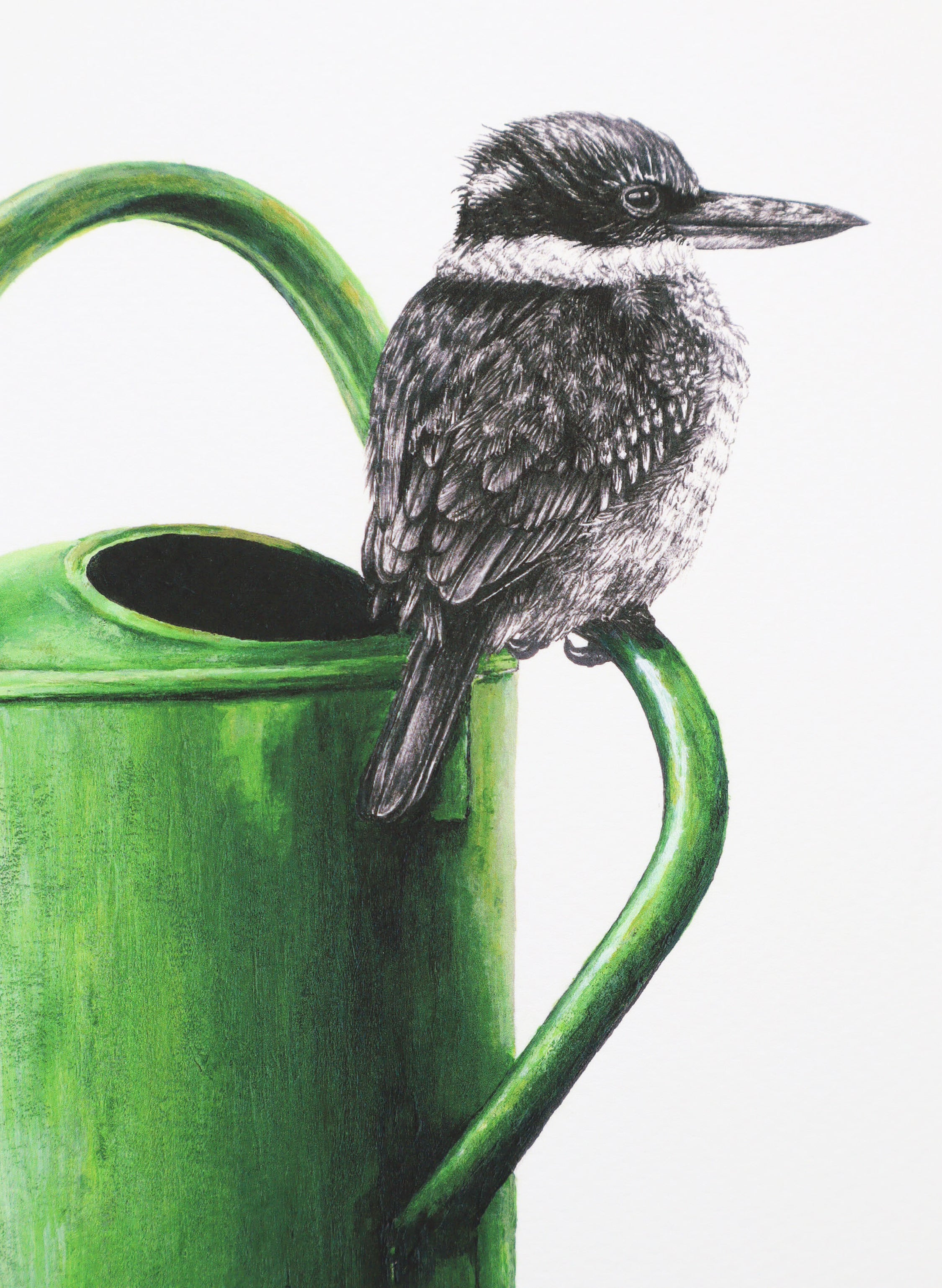 Kingfisher on Watering Can - Giclée Print