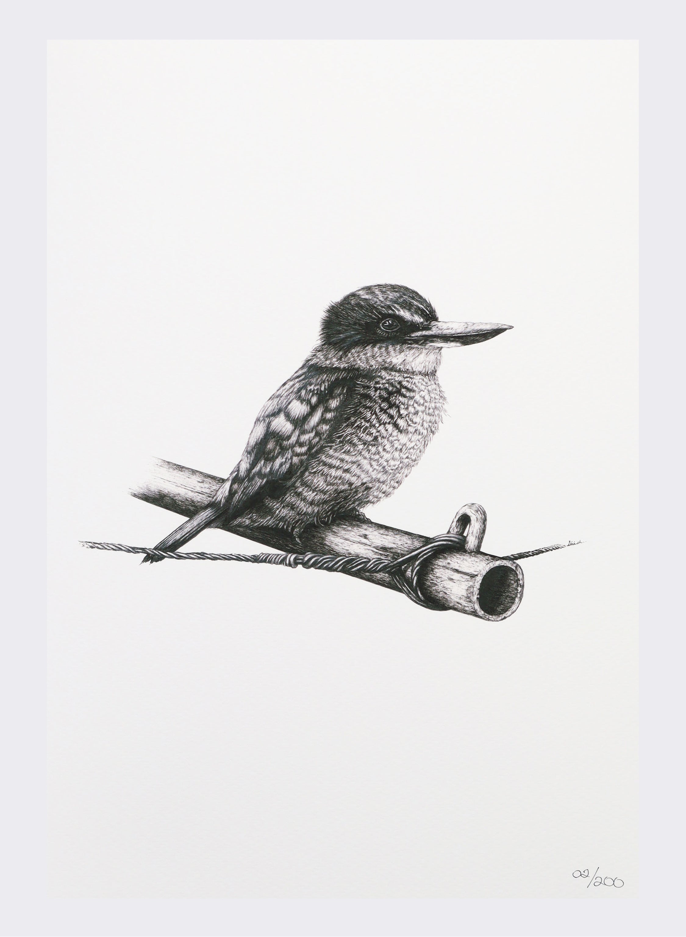 Kingfisher on Clothes Line - Giclée Print