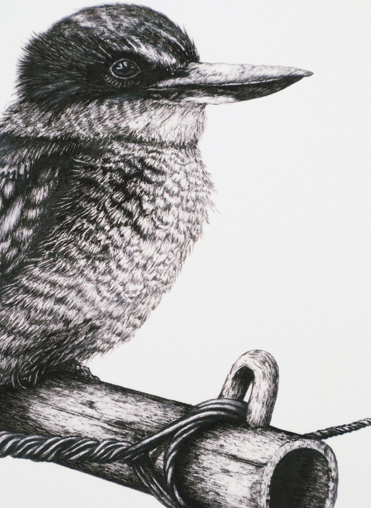 Kingfisher on Clothes Line - Giclée Print
