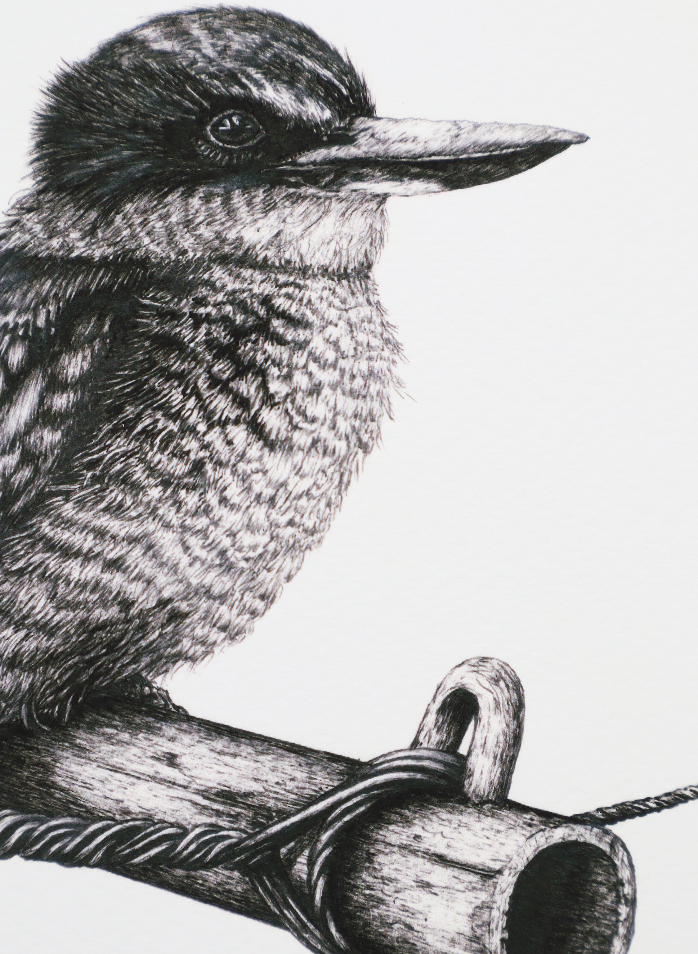 Kingfisher on Clothes Line - Giclée Print