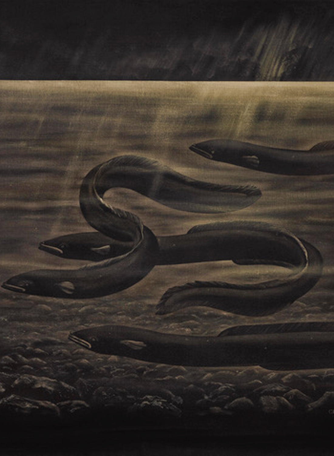 Four Eels - Giclée Print