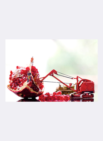 Pomegranate Harvest - Photographic Print