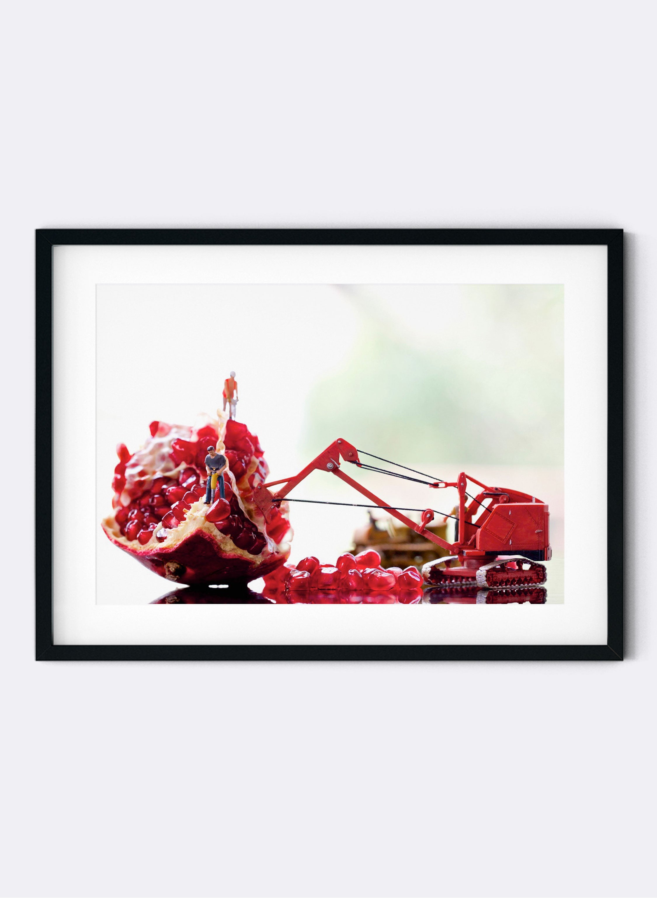 Pomegranate Harvest - Photographic Print