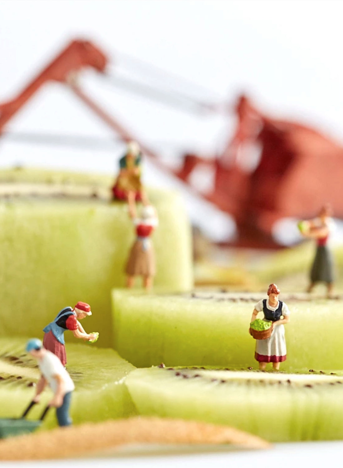 Kiwifruit Harvest - Photographic Print