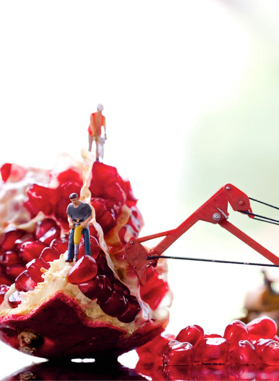 Pomegranate Harvest - Photographic Print