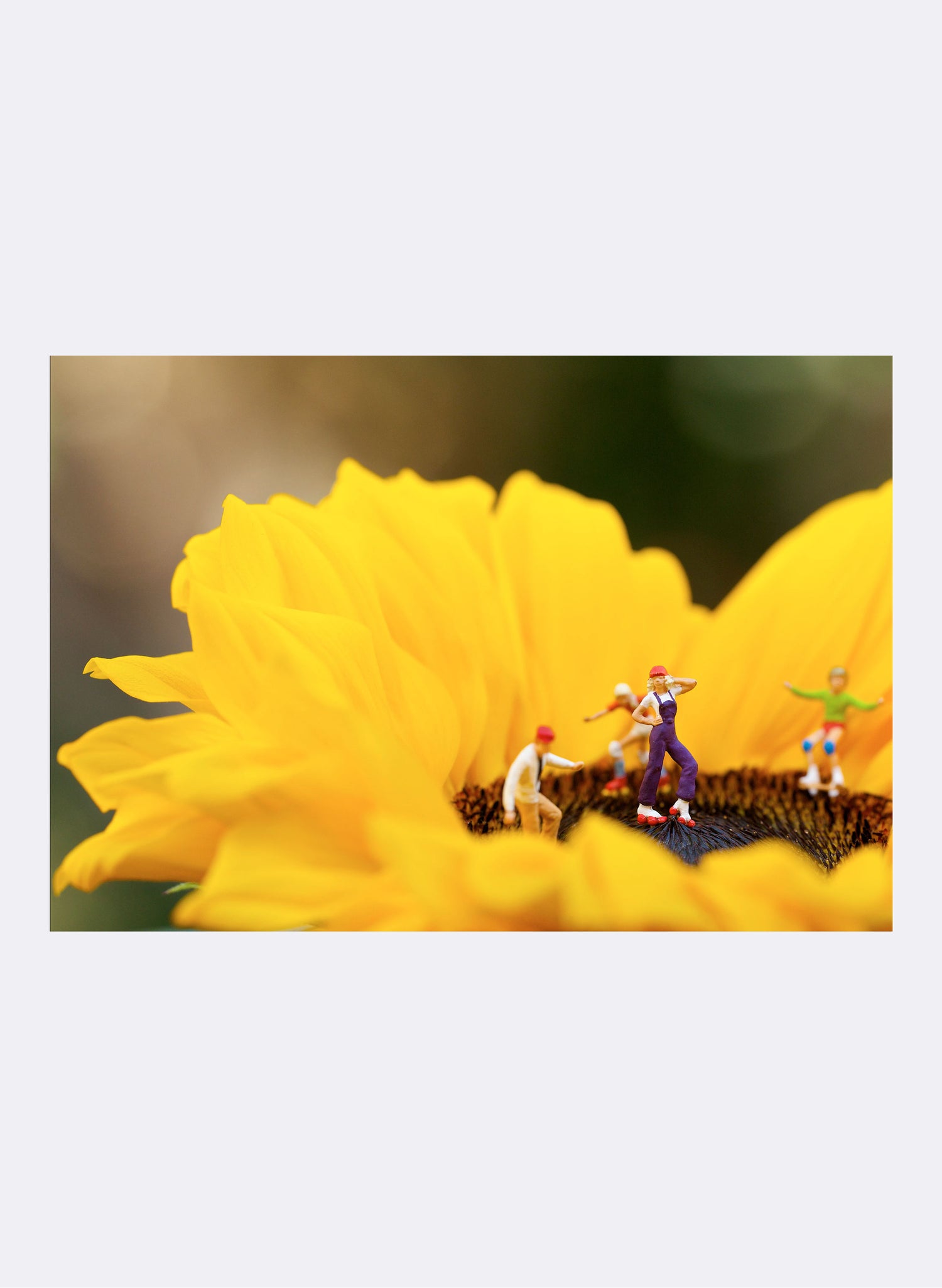 Sunflower Disco - Photographic Print