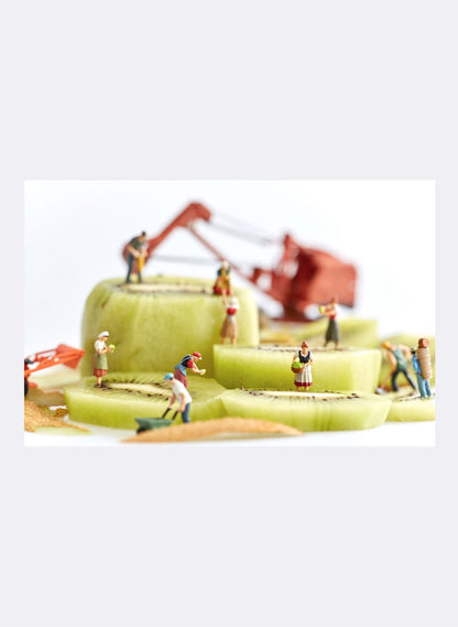 Kiwifruit Harvest - Photographic Print