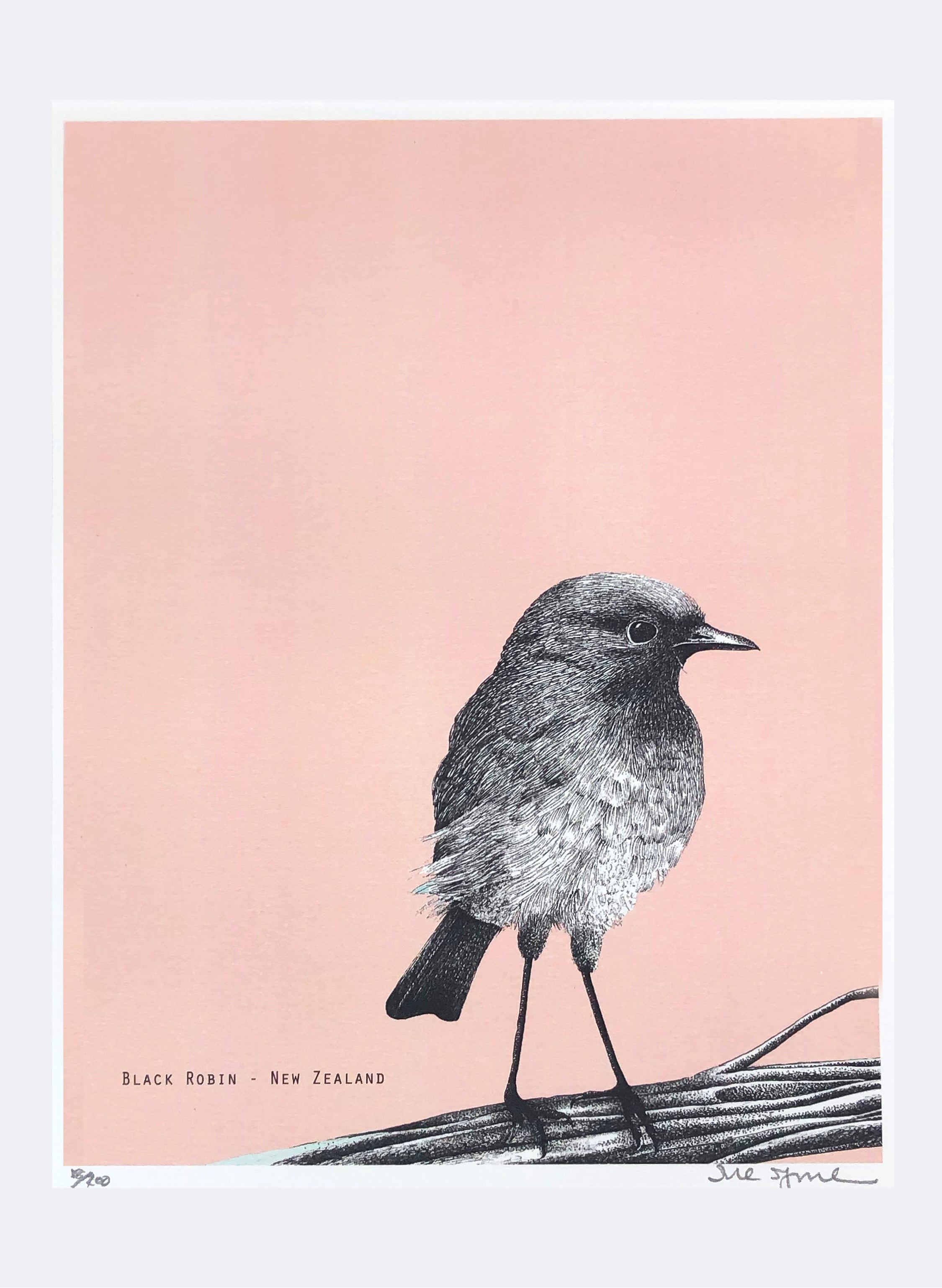 Black Robin (Pink) - Digital Print
