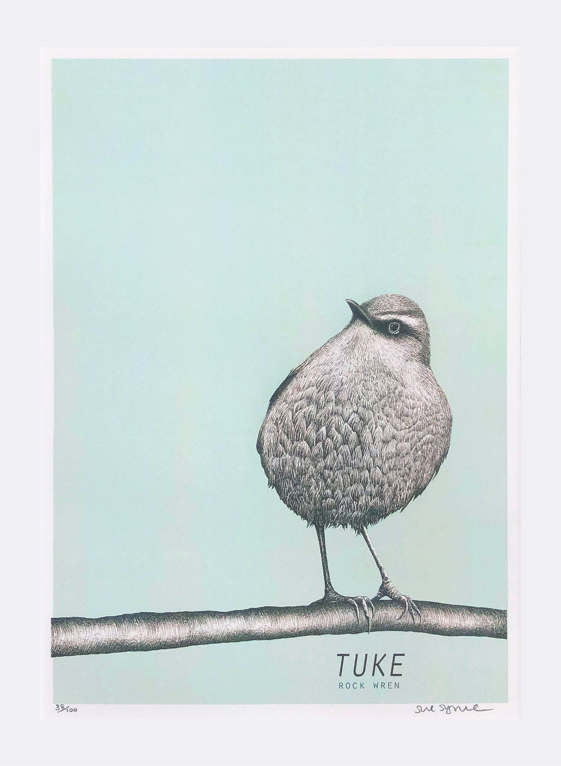 Tuke (Light Blue) - Rock Wren - Digital Print