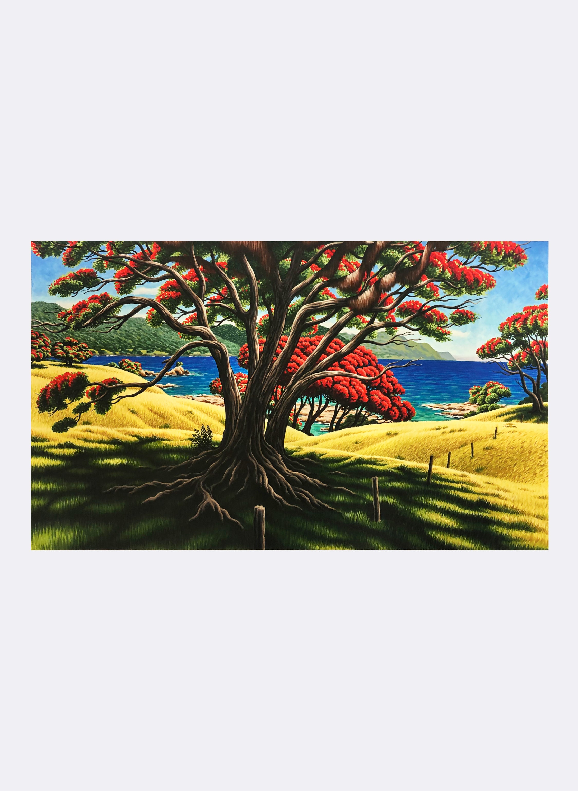 Old Man Pohutukawa (Lottin Point) - Giclée Print