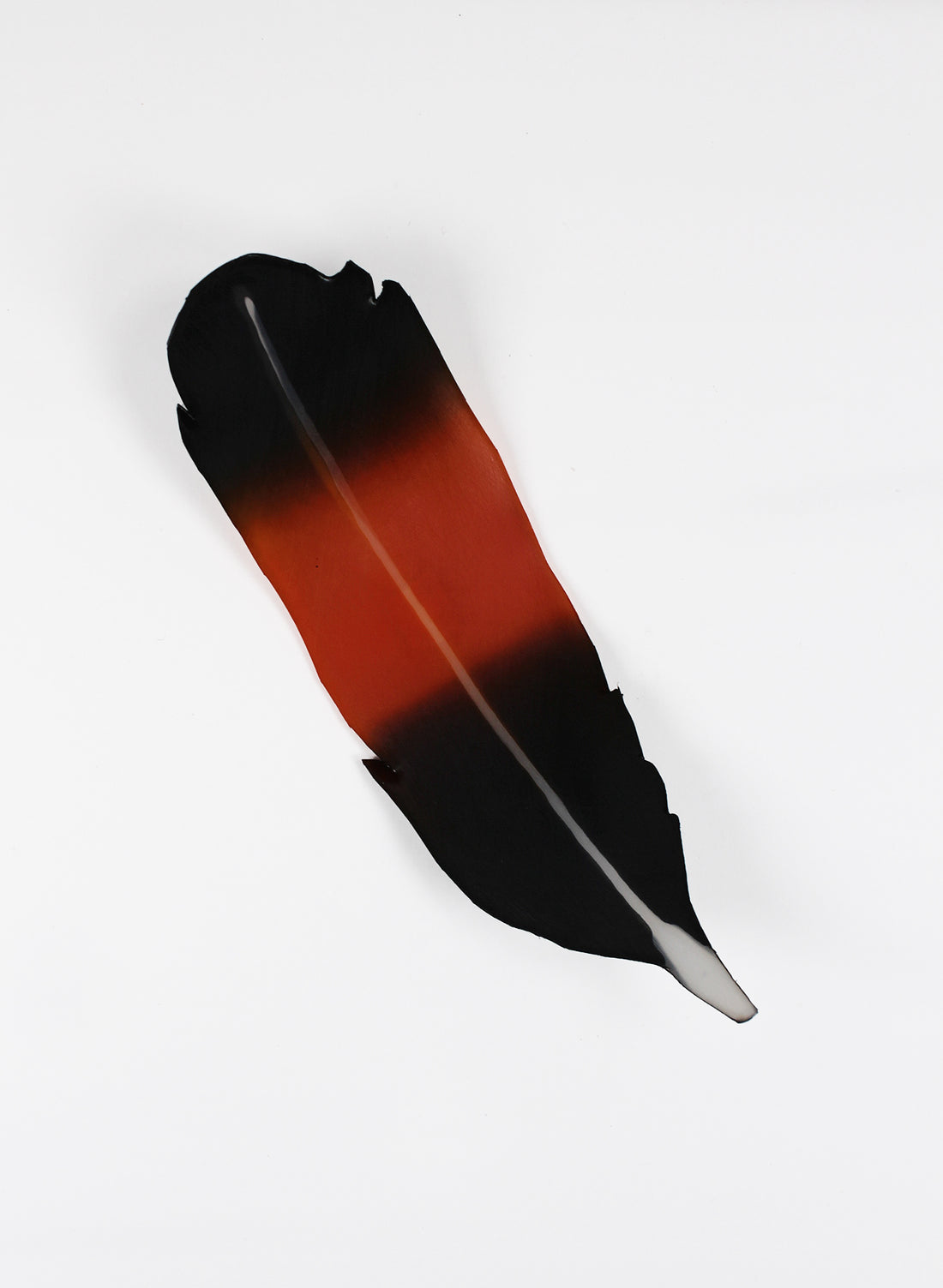 Saddleback Feathers