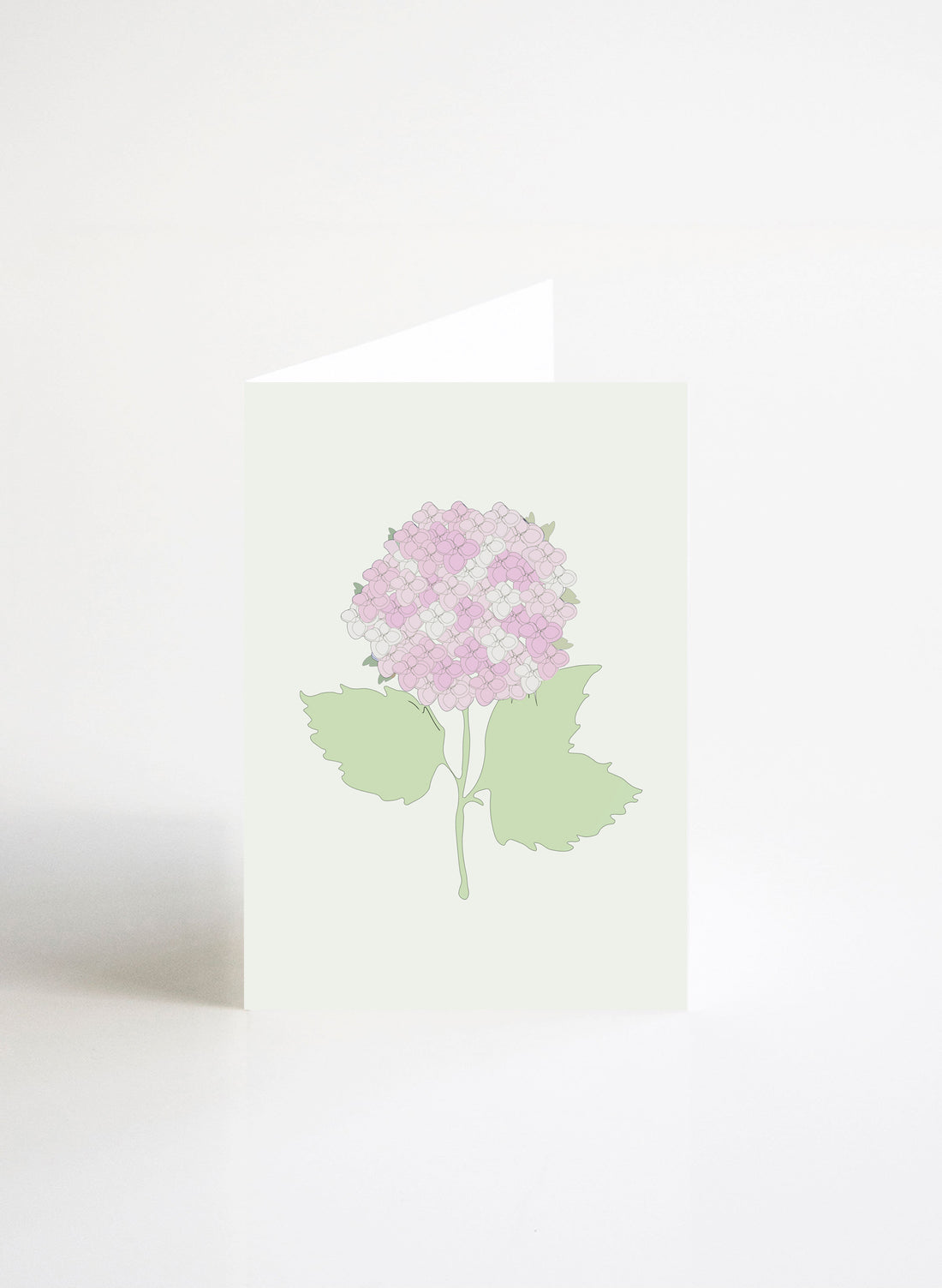 Hydrangea